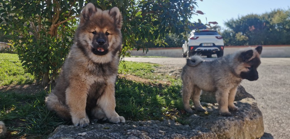 alaska et aston 2025.10.01. 2.jpg